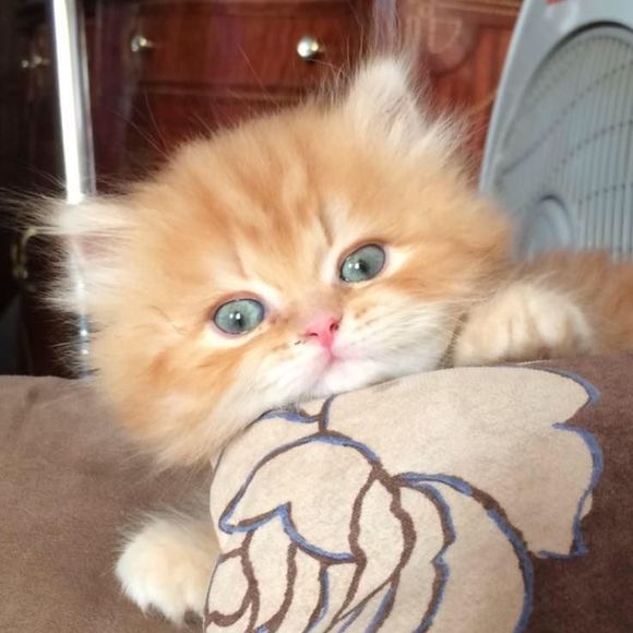 Meet your Posher, Mariam - Picture 1 of 1